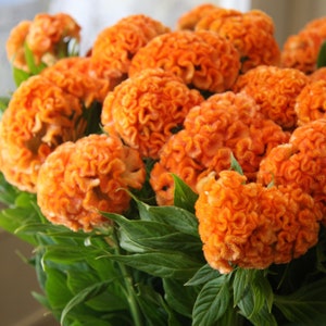 35 Samen Orange Queen Hahnenkamm Celosia cristata einjährig