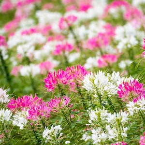 50 seeds Cleome (Cleome Hassleriana Queen Mix)