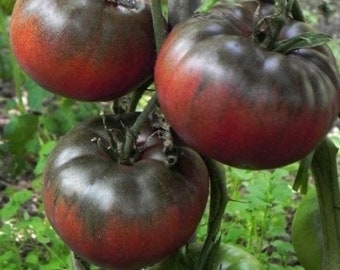 25 seeds Organic Cherokee Purple Tomato Seeds (solanum lycopersicum)  heirloom tomato!