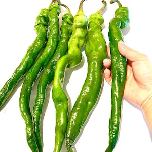 May include: Several long, bright green peppers with a slightly wrinkled texture are arranged on a white surface. The peppers have curved shapes and varying lengths, with some held by a hand. The peppers have a glossy appearance.