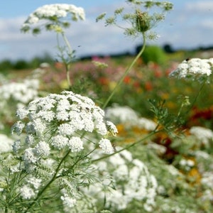 50 seeds Queen Annes Lace Ammi majus White annual image 4