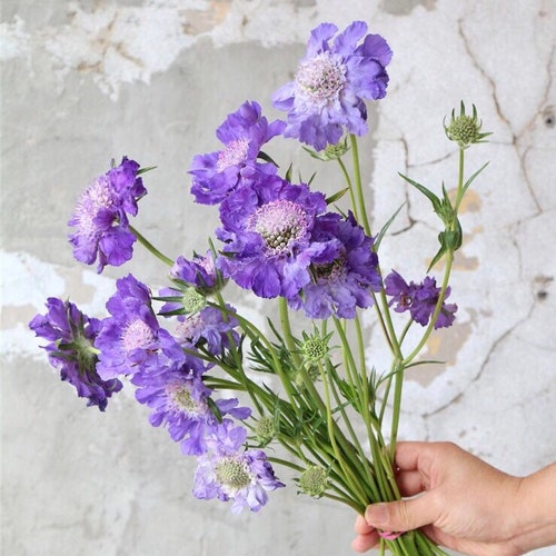 20 Scabiosa Blue Perfection - great for the flower bed or patio containers