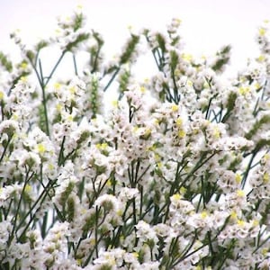 May include: Close-up of white flowers with small, clustered blooms and yellow centers. The flowers have thin, green stems and are set against a white background. The image showcases a dense arrangement of delicate blossoms.