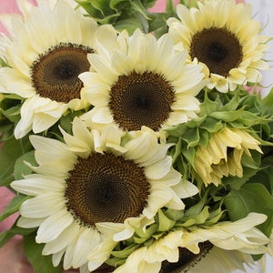 20 seeds White Nite Sunflower Seed