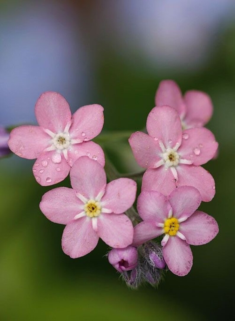 100 seeds Forget-Me-Not Mystic Pink Myosotis Sylvatica image 3