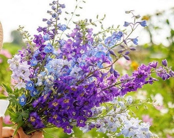 50 Samen Bauerngarten Schnittblumensamen groß – gemischte Farbe