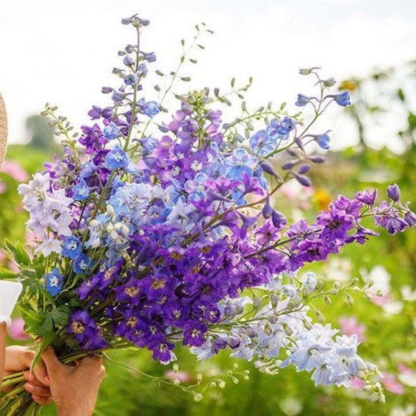 Cut Flower Seeds Etsy