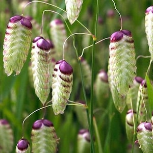 50 +seeds Quaking Grass Briza maxima