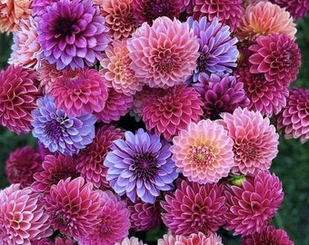 15 seeds DAHLIA  Pom Pom mix seeds