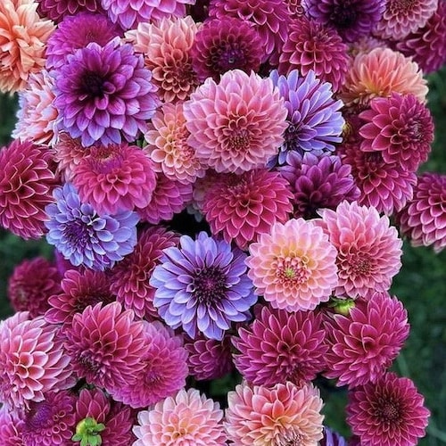 15 seeds DAHLIA  Pom Pom mix seeds