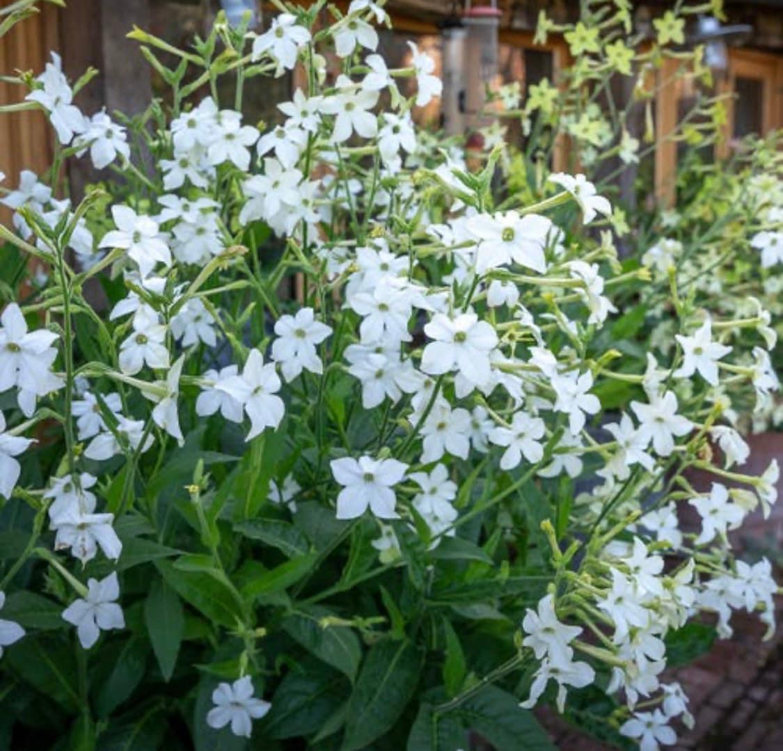 100+seeds White 'grandiflora Tobacco (nicotiana Alata)