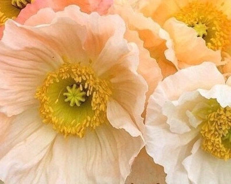 50 seeds Large cup shaped mix Iceland Poppies Seed cool weather image 3