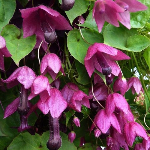 5 Seeds Rare Purple Bell Vine (Rhodociton Atrosanguineus)