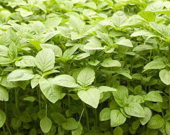 100 Samen Heirloom Gemüse jamaikanische Callaloo Samen (Amaranth), chinesischer Spinat bio Non -GMO