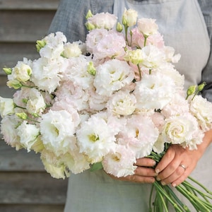 15 seeds Lovely  Light pink and blush Lisianthus