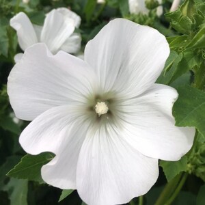 40 seeds Lavatera white Mallow Seeds annual image 3