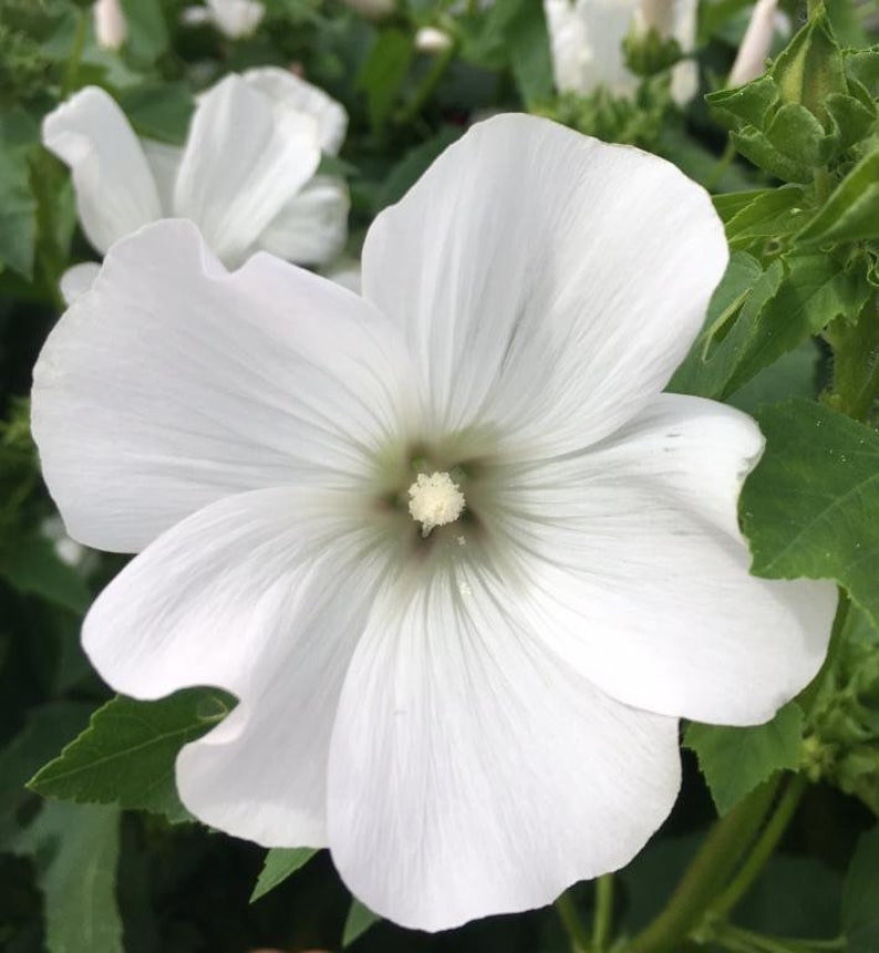40 seeds Lavatera white Mallow Seeds annual image 3