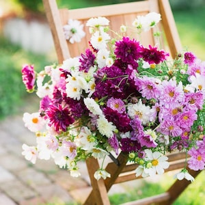 May include: A wooden chair holds a vibrant bouquet of cosmos flowers. The arrangement features blooms in shades of white, pink, and deep purple. The flowers are in full bloom, creating a lush and colorful display. The chair is made of light-colored wood.
