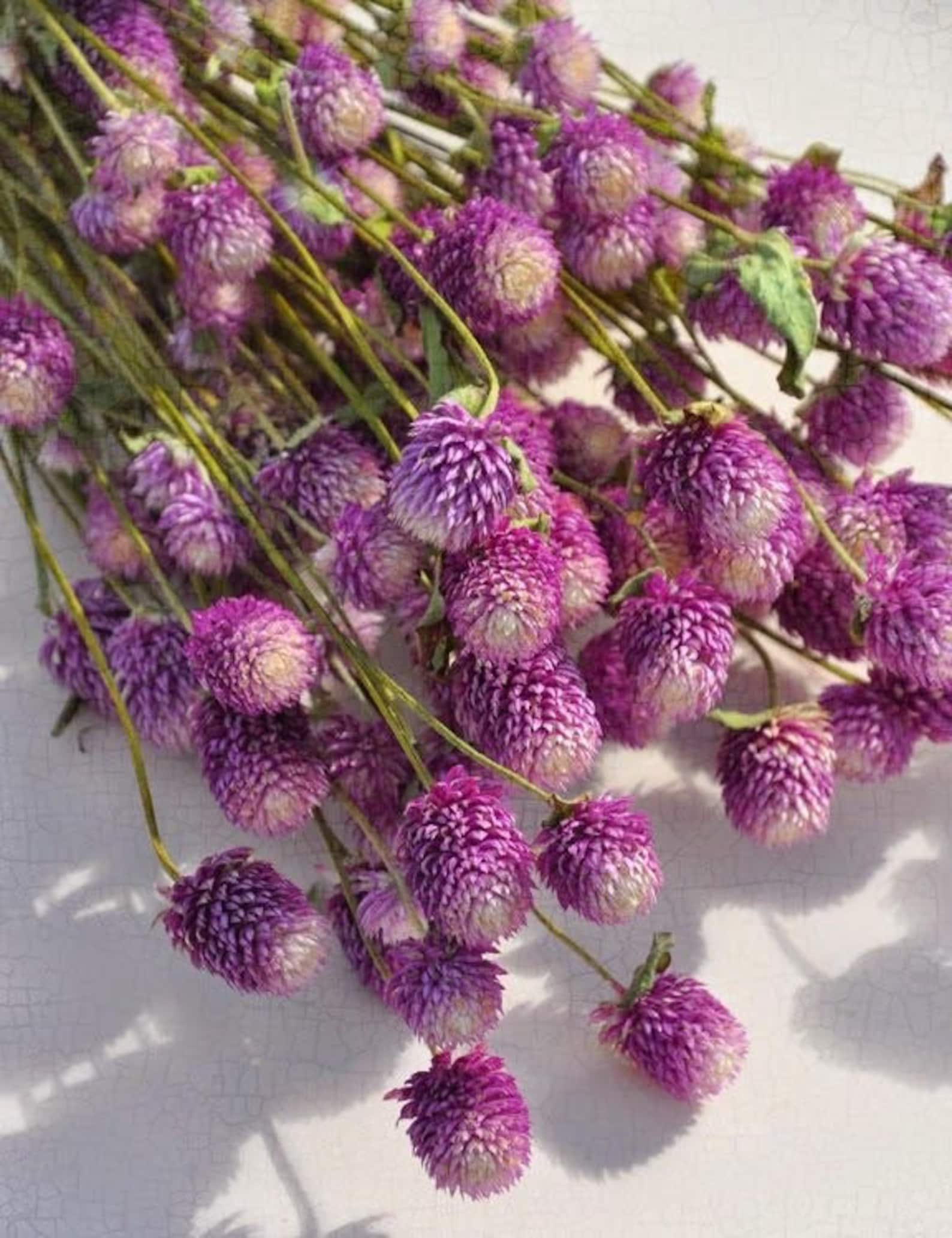 gomphrena seeds canada