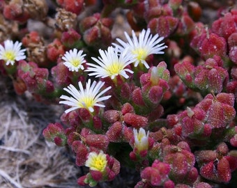 50 seeds Crystalline Ice plant sunny slopes or rock gardens