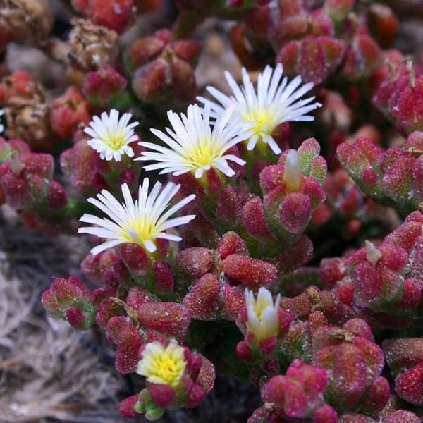 50 seeds Crystalline Ice plant sunny slopes or rock gardens
