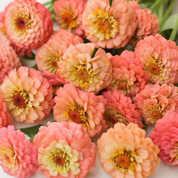 25 seeds lovely  Salmon Rose Zinnias Seeds