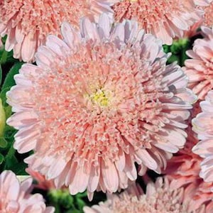 30 + seeds lovely double-flowered Sidonia Asters Apricot-Peach