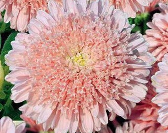 30 + seeds lovely double-flowered Sidonia Asters Apricot-Peach