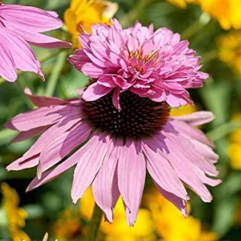 5 Seeds Echinacea Purpurea DOUBLE DECKER Pink Coneflower perennial image 2