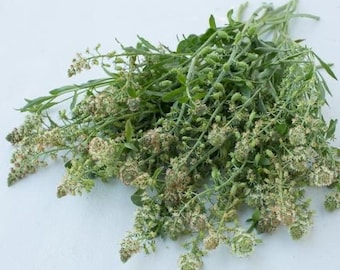 May include: A close-up shot of a bundle of fresh green herbs with small, light-colored flowers. The herbs have long, slender stems and delicate leaves, creating a natural and organic aesthetic. The flowers are clustered, adding texture and visual interest.