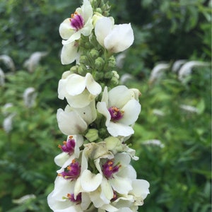 50 seeds  Verbascum chaixii Wedding white pink perennial