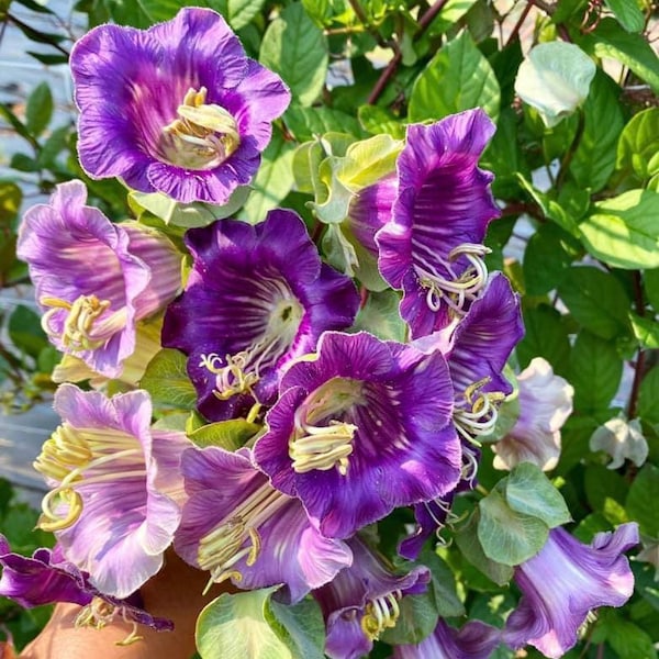 5 seeds  Cathedral Bells - Cup & Saucer Vine