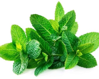 100+ seeds edible Organic Mojito Peppermint Seeds, Garden Herb Seeds, Medicinal Seeds.  Grow your own organic healthy herbal tea.