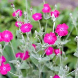 50 seeds ROSE CAMPION (Lychnis coronaria)