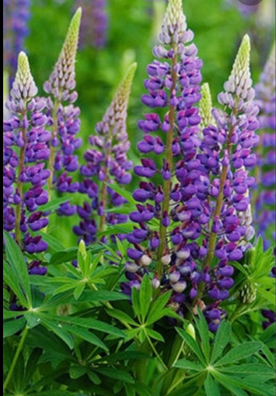 30 Seeds Purple Lupines / Lupin Seeds Etsy