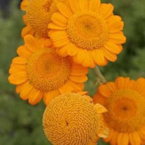 50 seeds Marguerite Daisy Orange Anthemis Tinctoria Kelwayi Perennial image 1