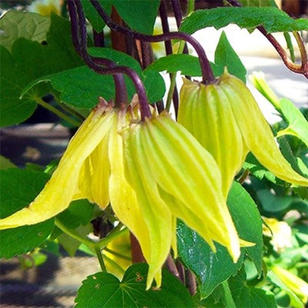 20 seeds Clematis Clematis Tangutica) seeds Perennial