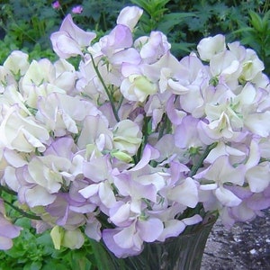 10 seeds organic sweet Pea High Scent (Lathyrus odoratus)