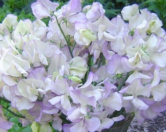 10 seeds organic sweet Pea High Scent (Lathyrus odoratus)