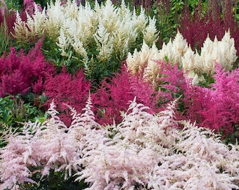 Plus de 50 graines Unique, mélange Astilbe Arendsii Bunter