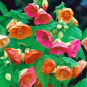 20 zaden Abutilon (Abutilon Hybridum Bellvue-mix)