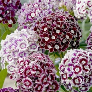 50 seeds Dianthus barbatus,  White Lilac Sweet William tall - perennial