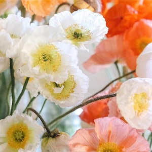 50 seeds Large cup shaped mix Iceland Poppies Seed cool weather image 5
