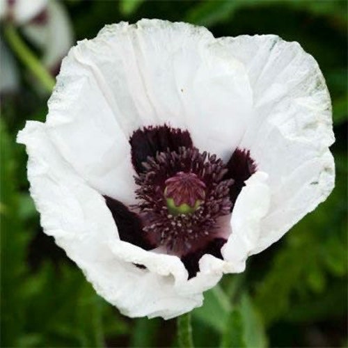 20 + seeds Papaver orientale  ‘White Royal Wedding’  (Oriental Poppy)