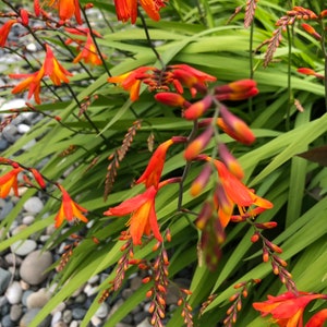 10 bulbs Organic Crocosmia Lucifer , Orange - hummingbird like it