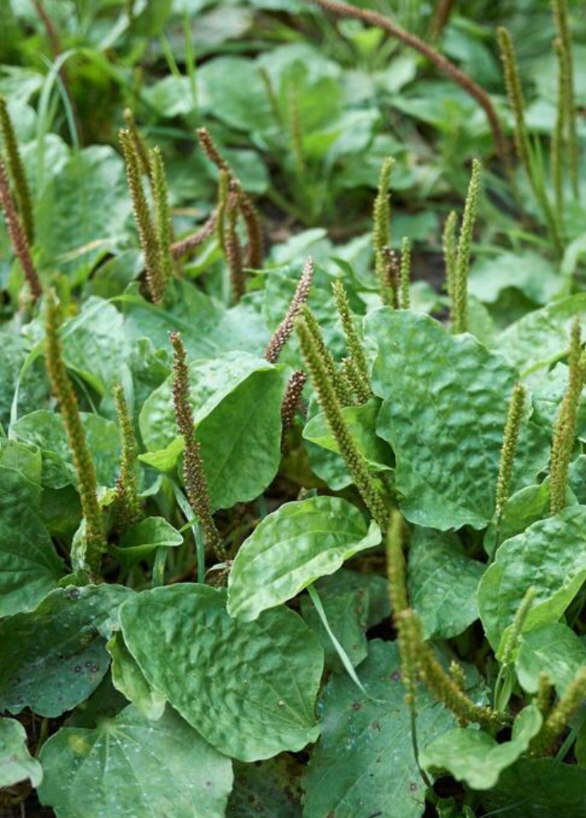 100 Seeds Edible Organic Plantain Seeds Garden Herb Seeds Etsy