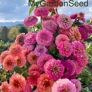 50 samen der zauberhaften Riese aus Zinnia