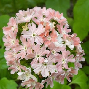 25 seeds unique Carnea (Lychnis Chalcedonica)