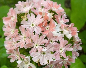 25 seeds unique Carnea (Lychnis Chalcedonica)