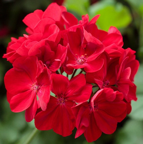 Multibloom Formula Mix Geranium Seeds - Seeds 'n Such